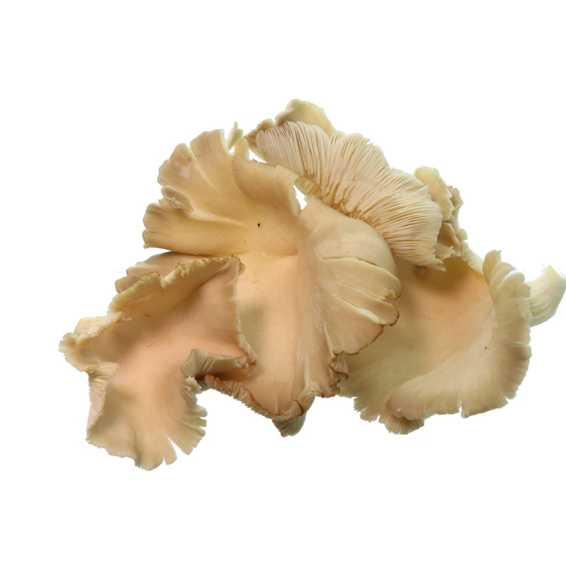 CHAMPIGNON PLEUROTE 2KG